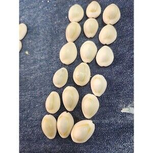 Lot Of 18 Cowrie  Shells From Kauai Cleaned Ready To Use Or Display